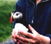 'Puffin rescue': photo courtesy of tour guest David S. Ludvigsen (from Norway).