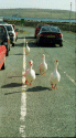 Geese at Gutcher