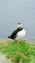   A cheeky puffin at Sumburgh Head, South Mainland.